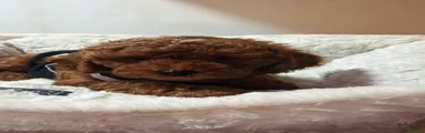 Cosmos 