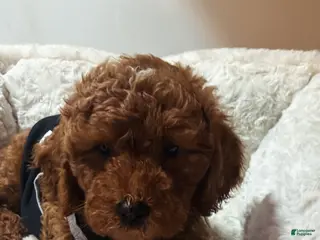 Cavapoo dogs Cosmos - Ad 18