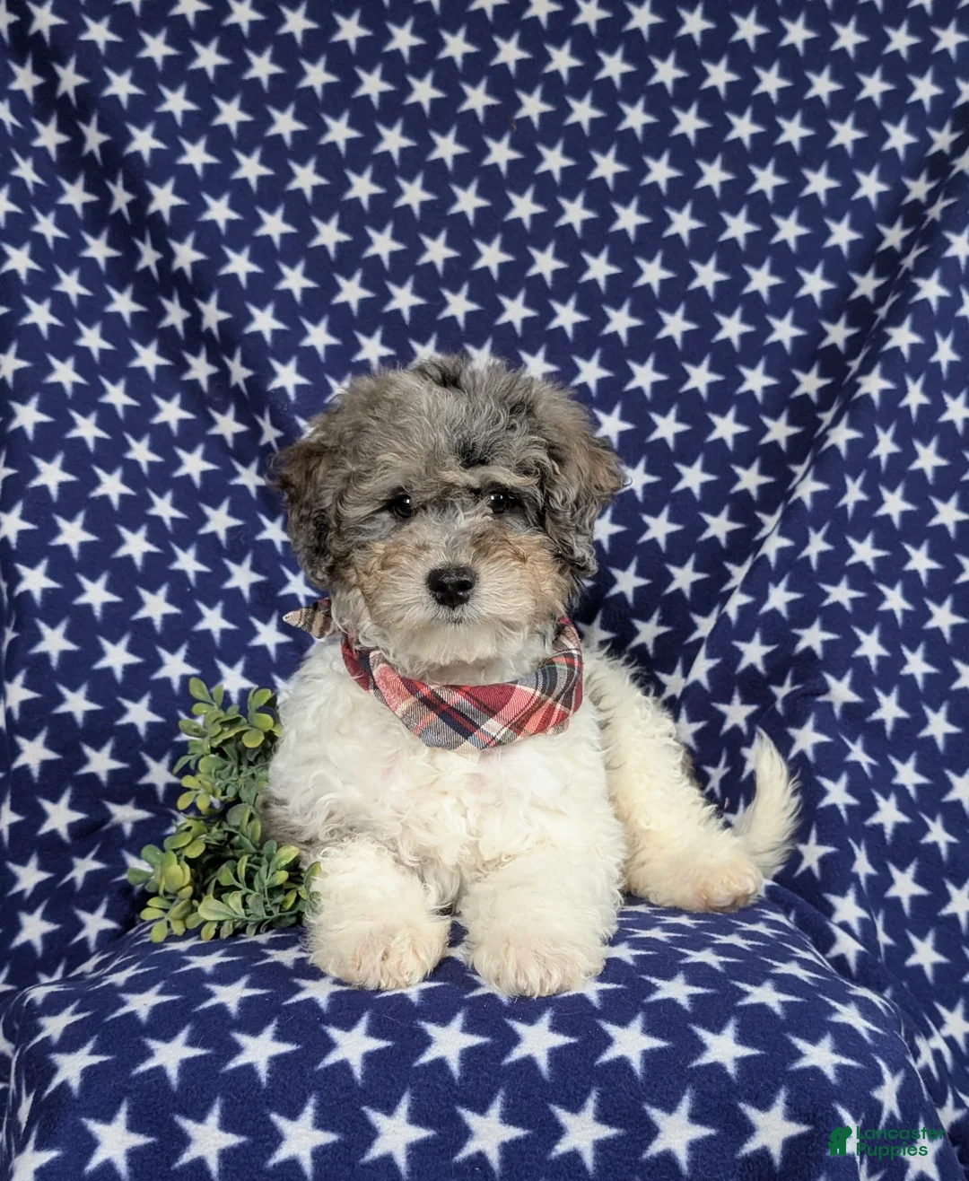 Mini Bernedoodle dogs for sale: Armondo Hypoallergenic  - Ad 5