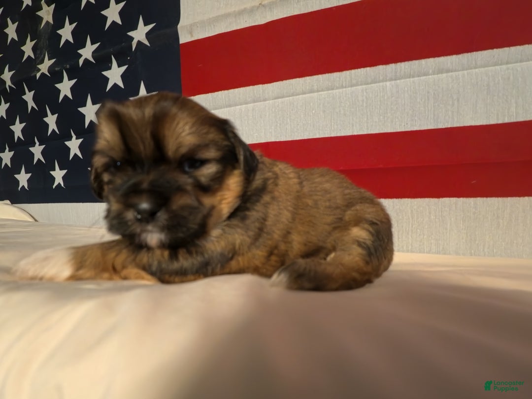 Shih Tzu dogs for sale: Roamey - Ad 3