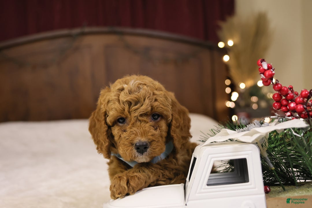 Goldendoodle dogs for sale: Sam - Ad 8