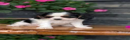 Cavalier King Charles Spaniel dogs for sale: Raya - Ad 4