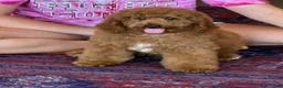 Miniature Labradoodle dogs for sale: Maverick - Ad 1