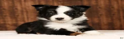 Miniature Australian Shepherd dogs for sale: Easton - Ad 4