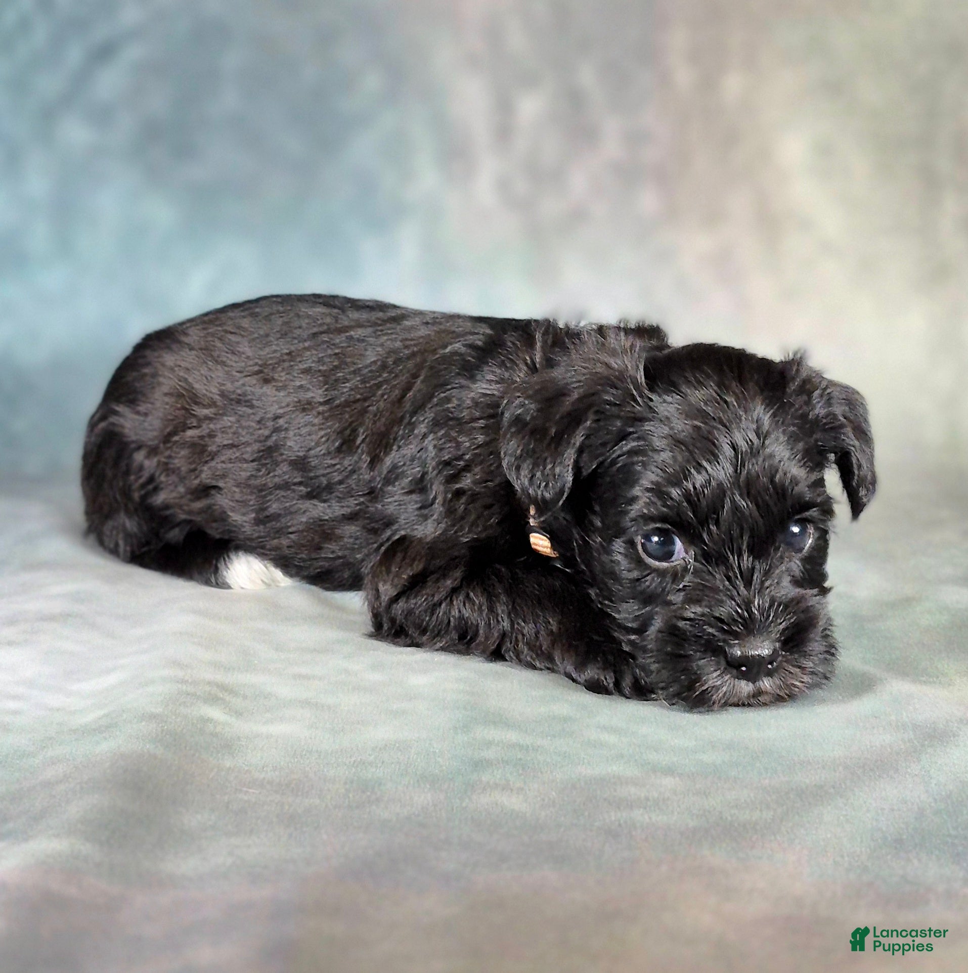 Miniature Schnauzer dogs for sale: Domino - Ad 2