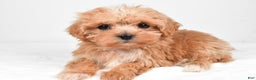 Maltipoo dogs for sale: Brittany - Ad 4