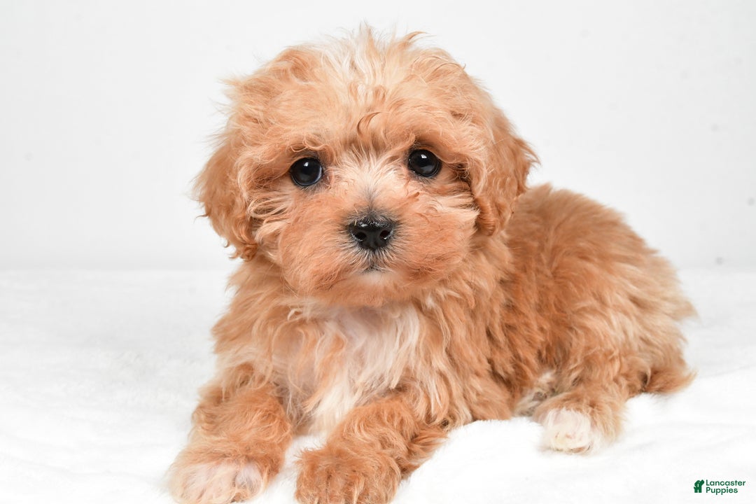 Maltipoo dogs for sale: Brittany - Ad 4