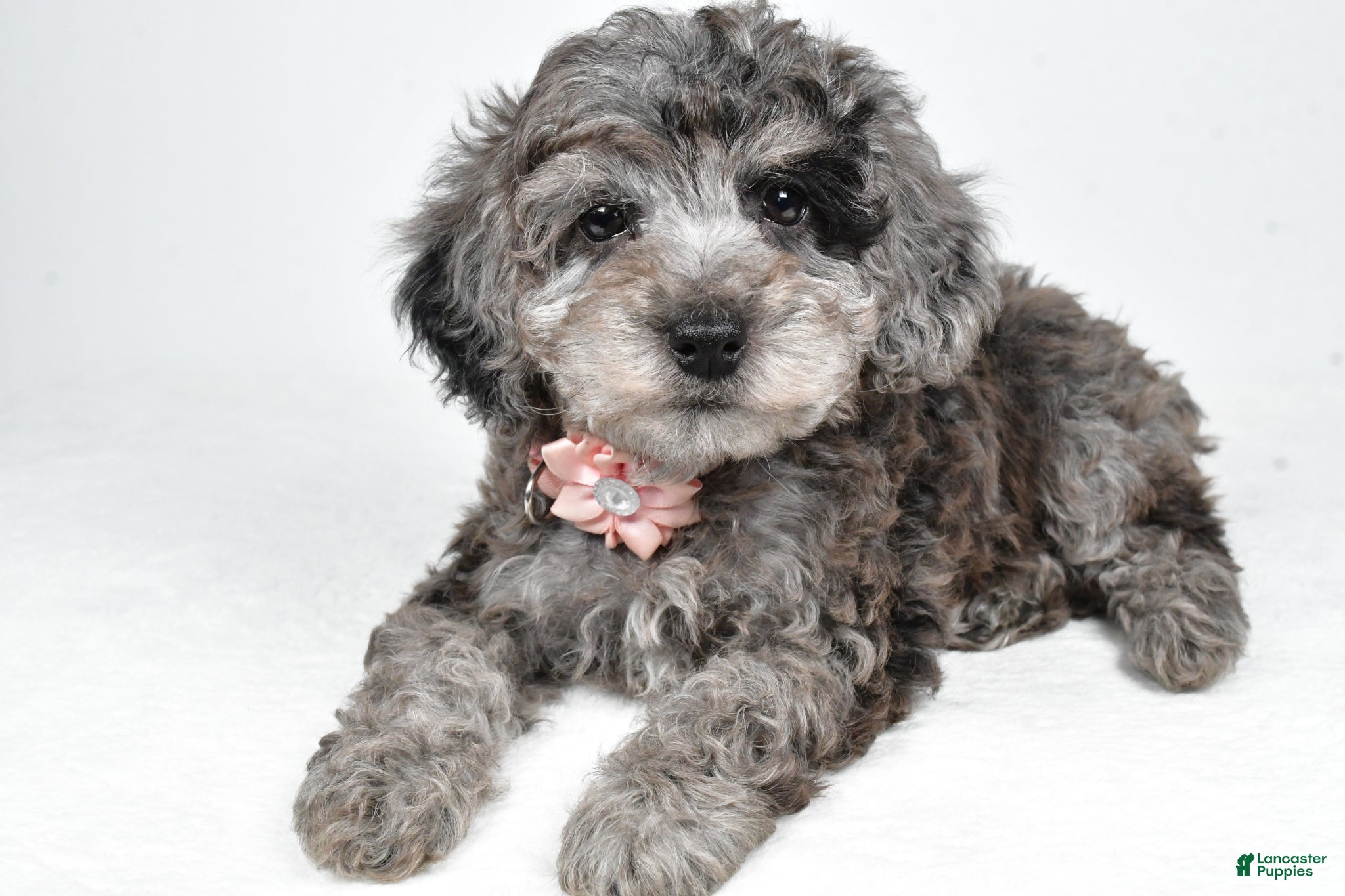 Miniature Poodle dogs Holly - Ad 2