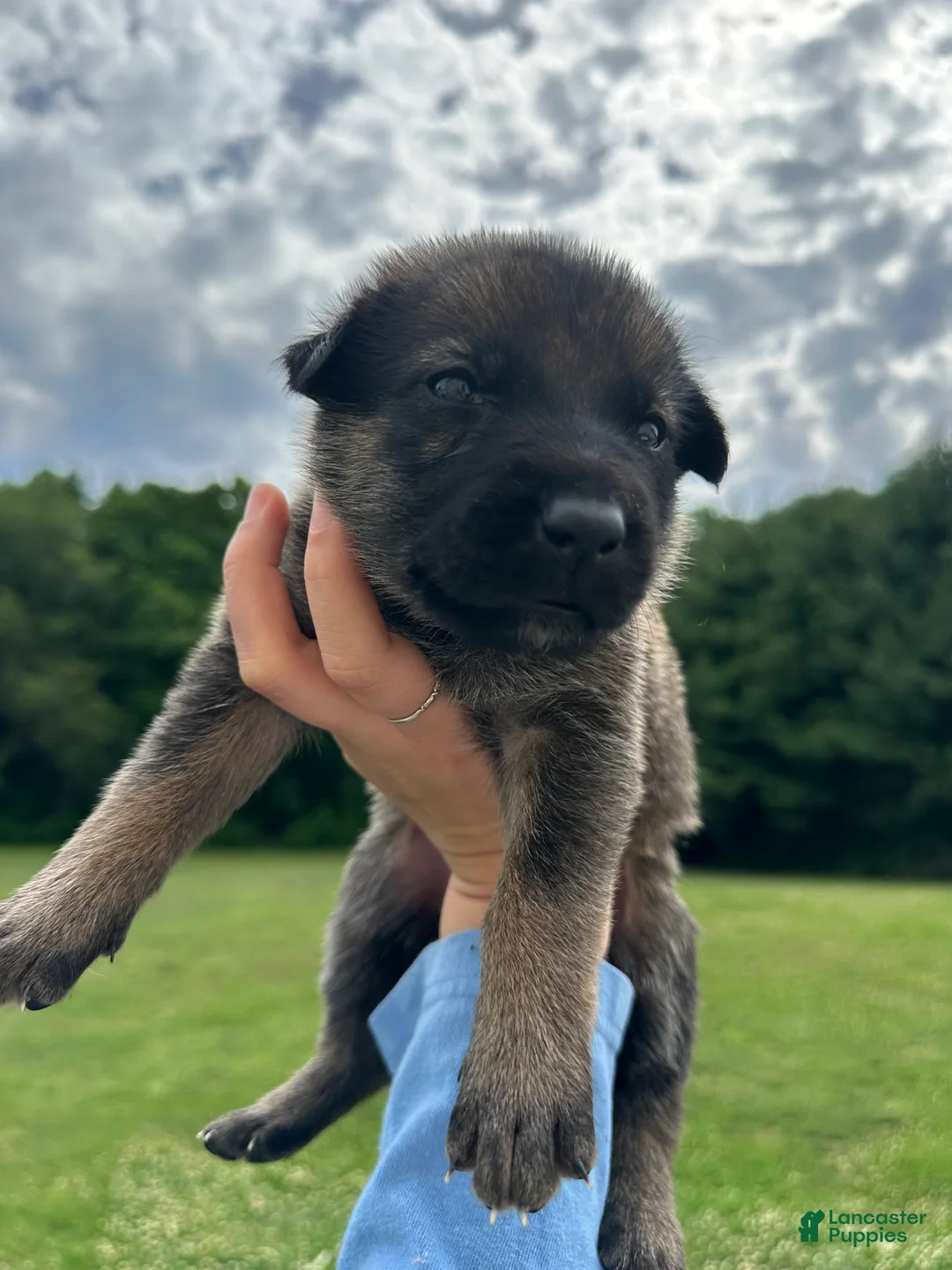 Dutch Shepherd dogs for sale: silver girl  - Ad 1