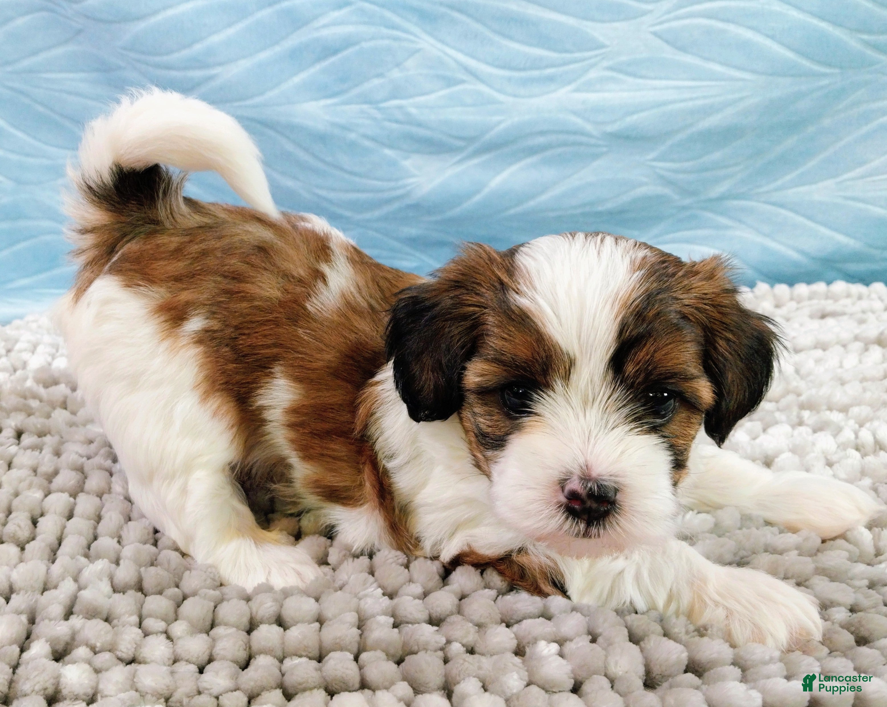 Shihpoo dogs Shihpoo Puppy 2 - Ad 1