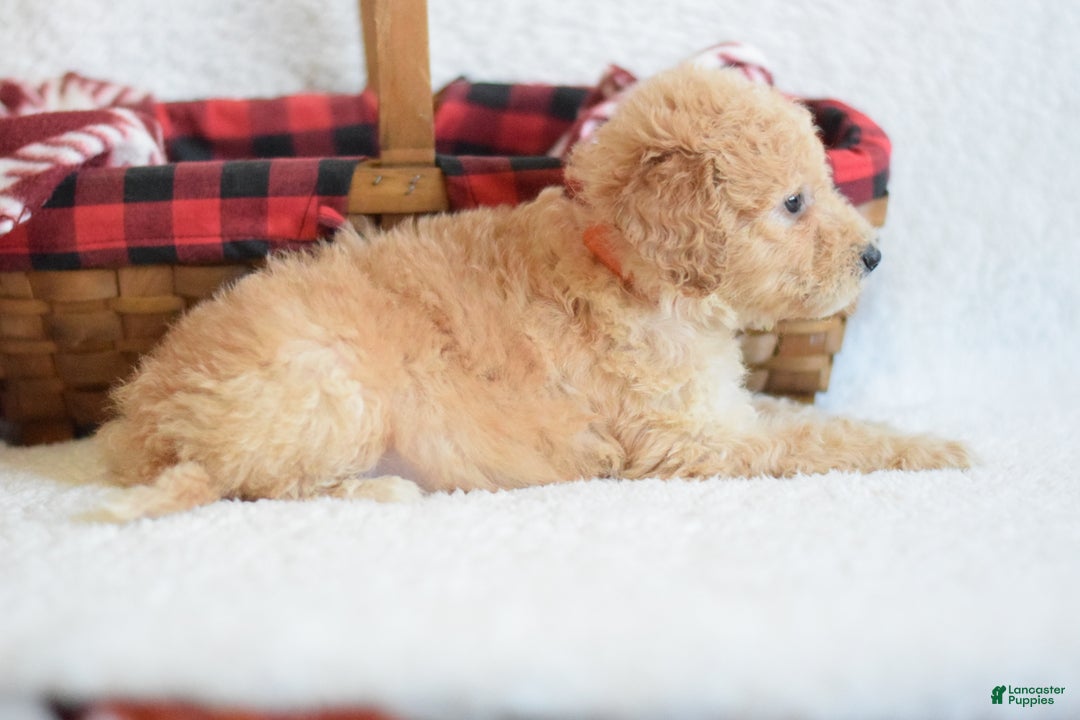 Goldendoodle dogs for sale: Goldendoodle Puppy 7 - Ad 4