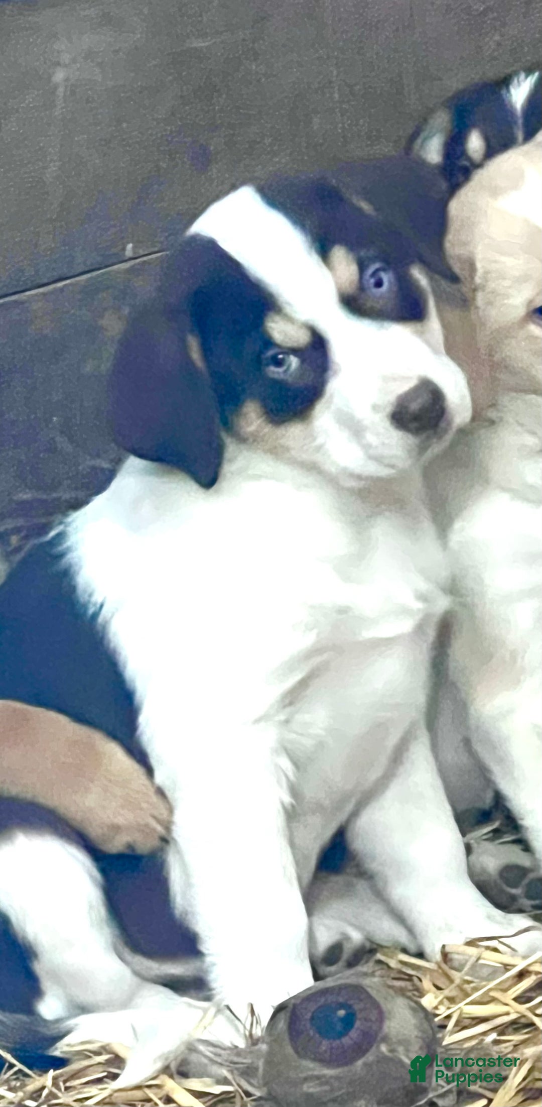 Mixed Breed dogs for sale: Mixed Breed Puppy 1 - Ad 1