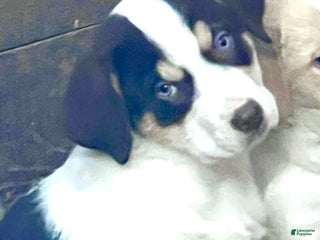 Mixed Breed dogs Mixed Breed Puppy 1 - Ad 10