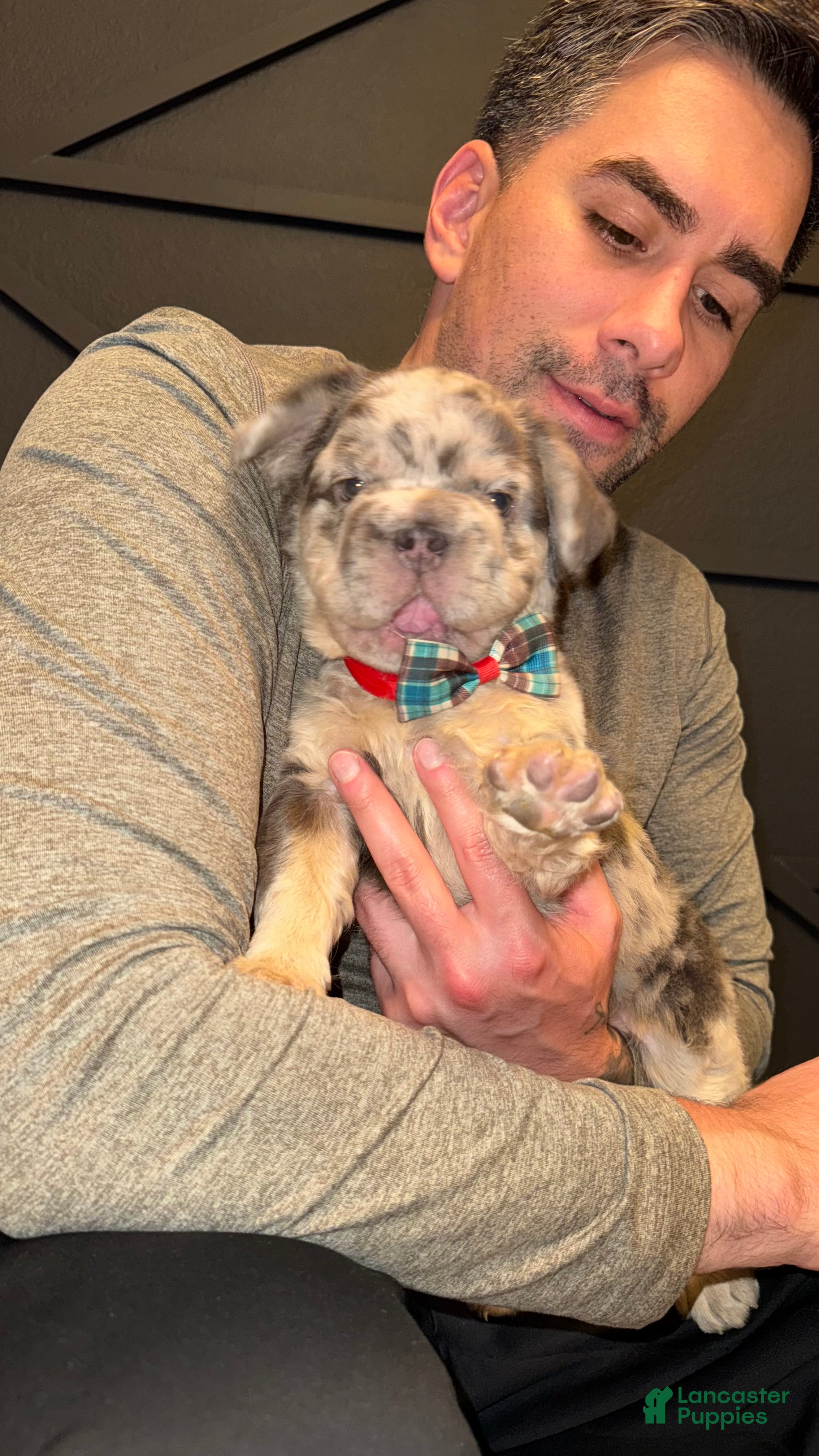 French Bulldog dogs Dollar - Ad 2