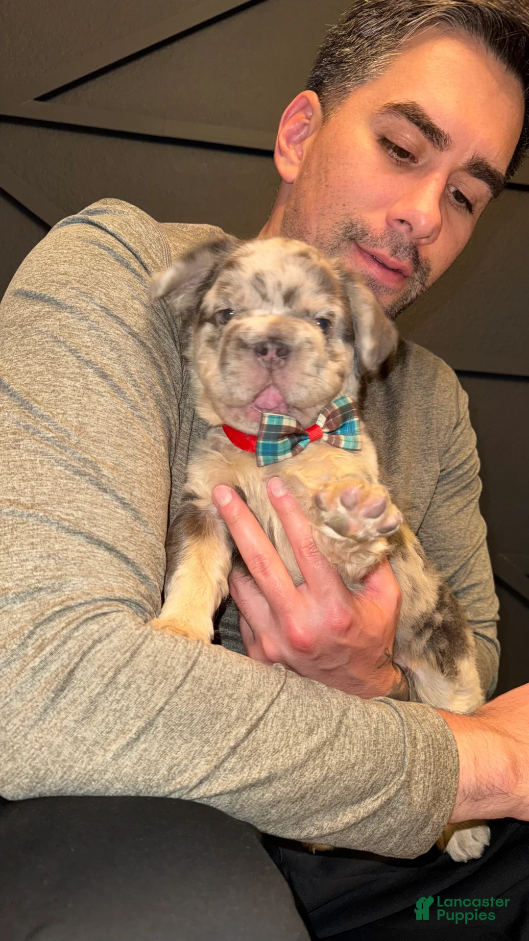 French Bulldog dogs for sale: Dollar - Ad 2