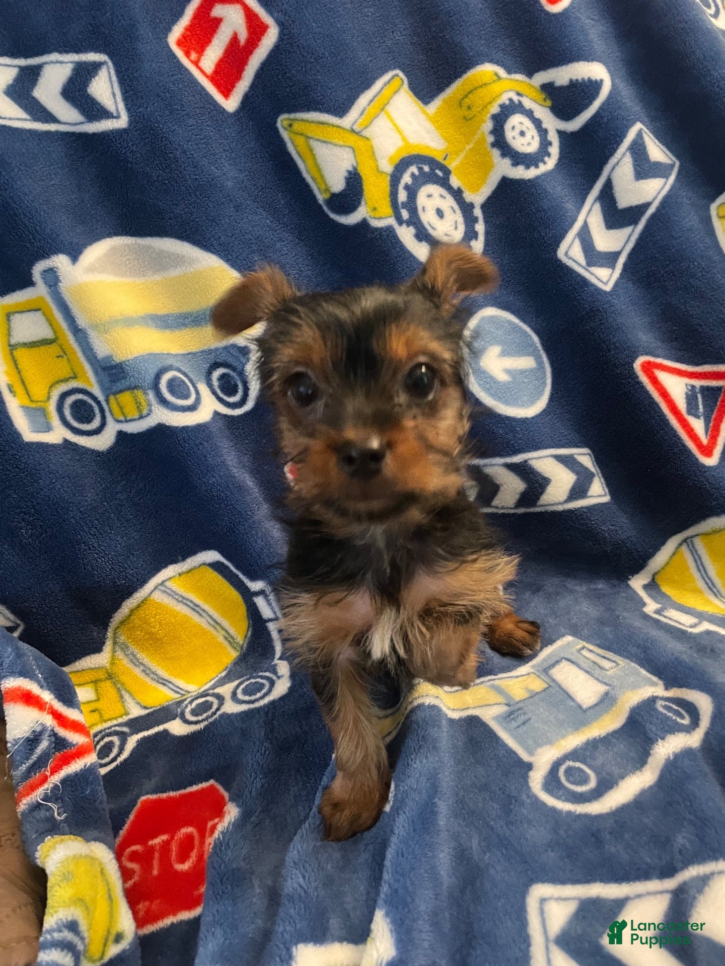 Yorkshire Terrier dogs Yorkshire Terrier 2 - Ad 1