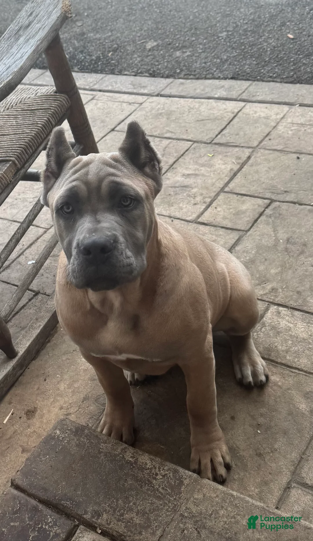 Cane Corso dogs for sale: Cane Corso Puppy 2 - Ad 1