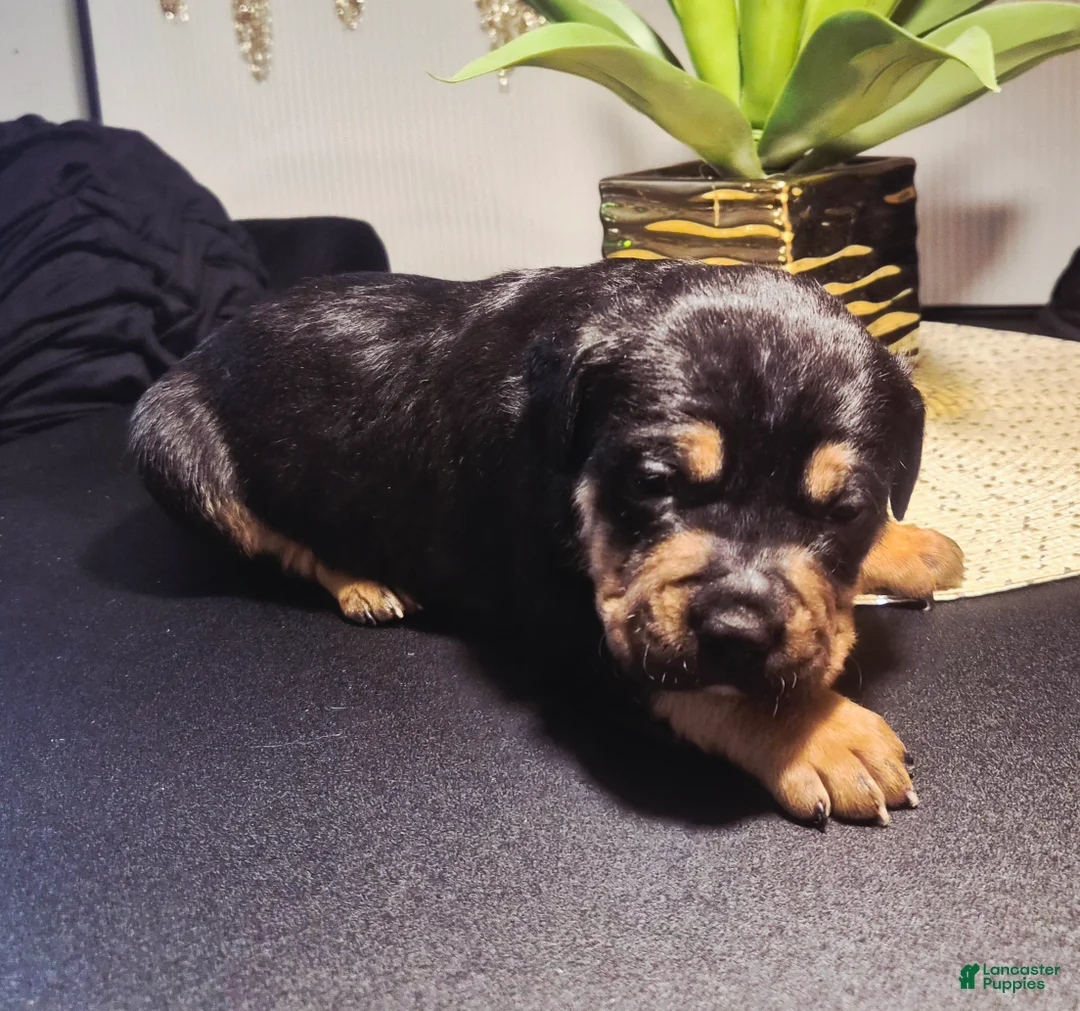 Mixed Breed dogs for sale: "LUDACRIS" - Ad 6