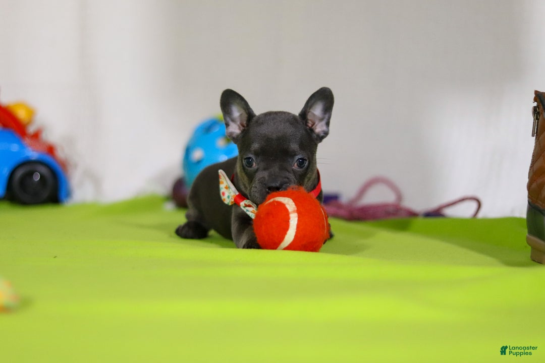 Mixed Breed dogs for sale: Sarah - Ad 3