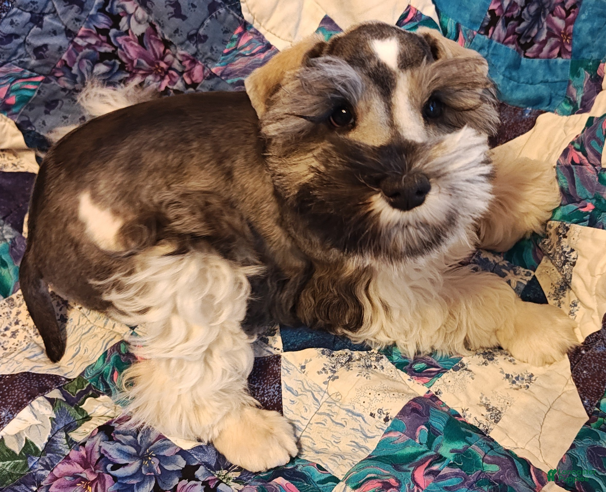 Miniature Schnauzer dogs Miniature Schnauzer Boy 3 - Ad 1