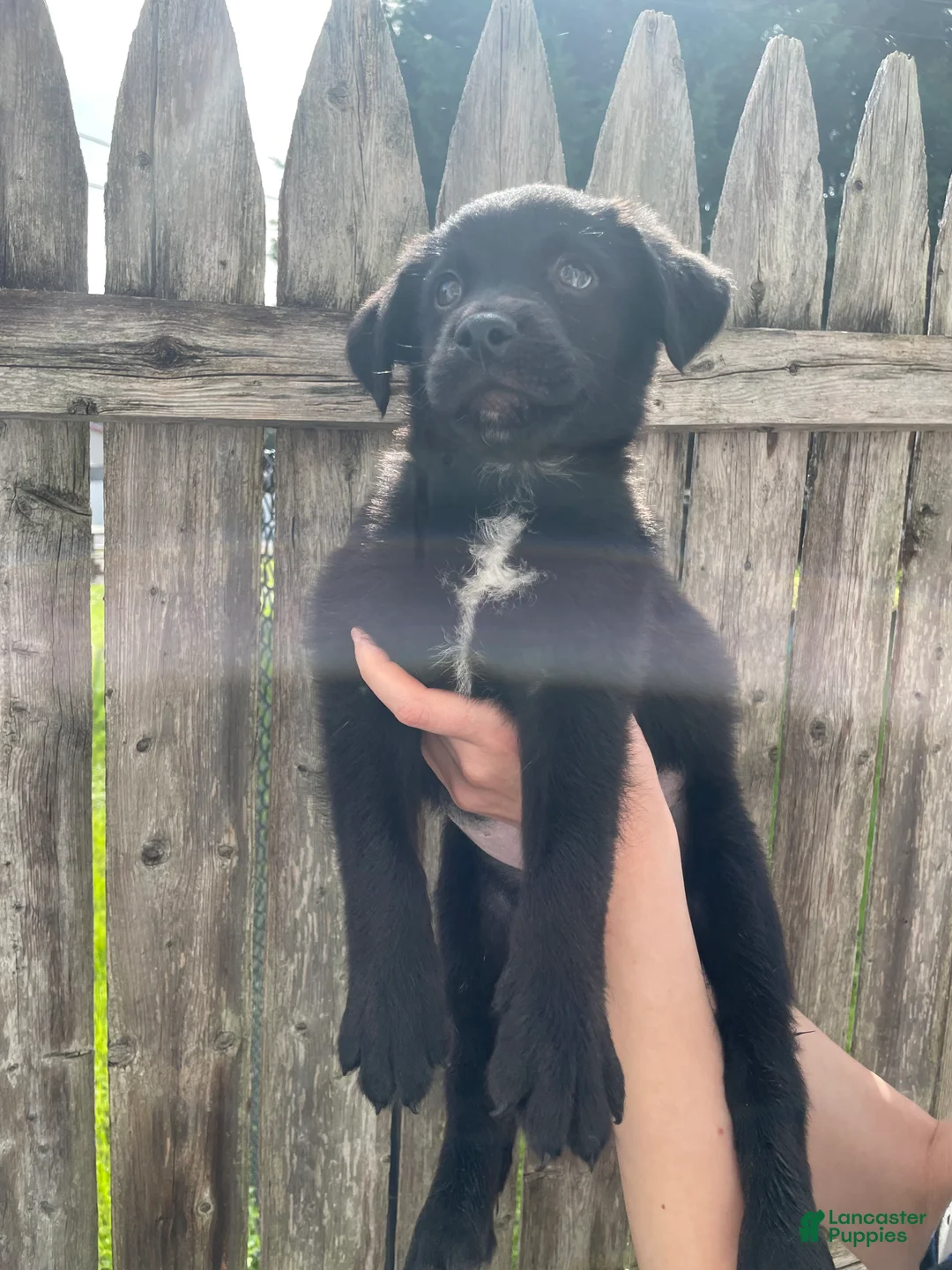 Mixed Breed dogs for sale: Mj - Ad 1
