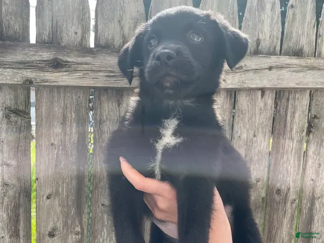 Mixed Breed dogs for sale: Mj - Ad 11