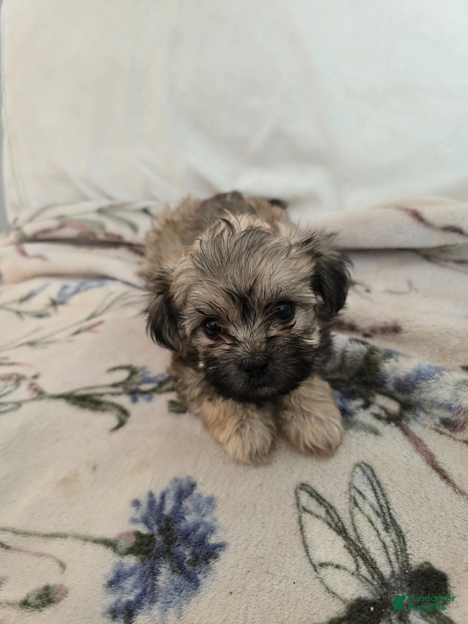 Maltipoo dogs Maltipoo Puppy 3 - Ad 4