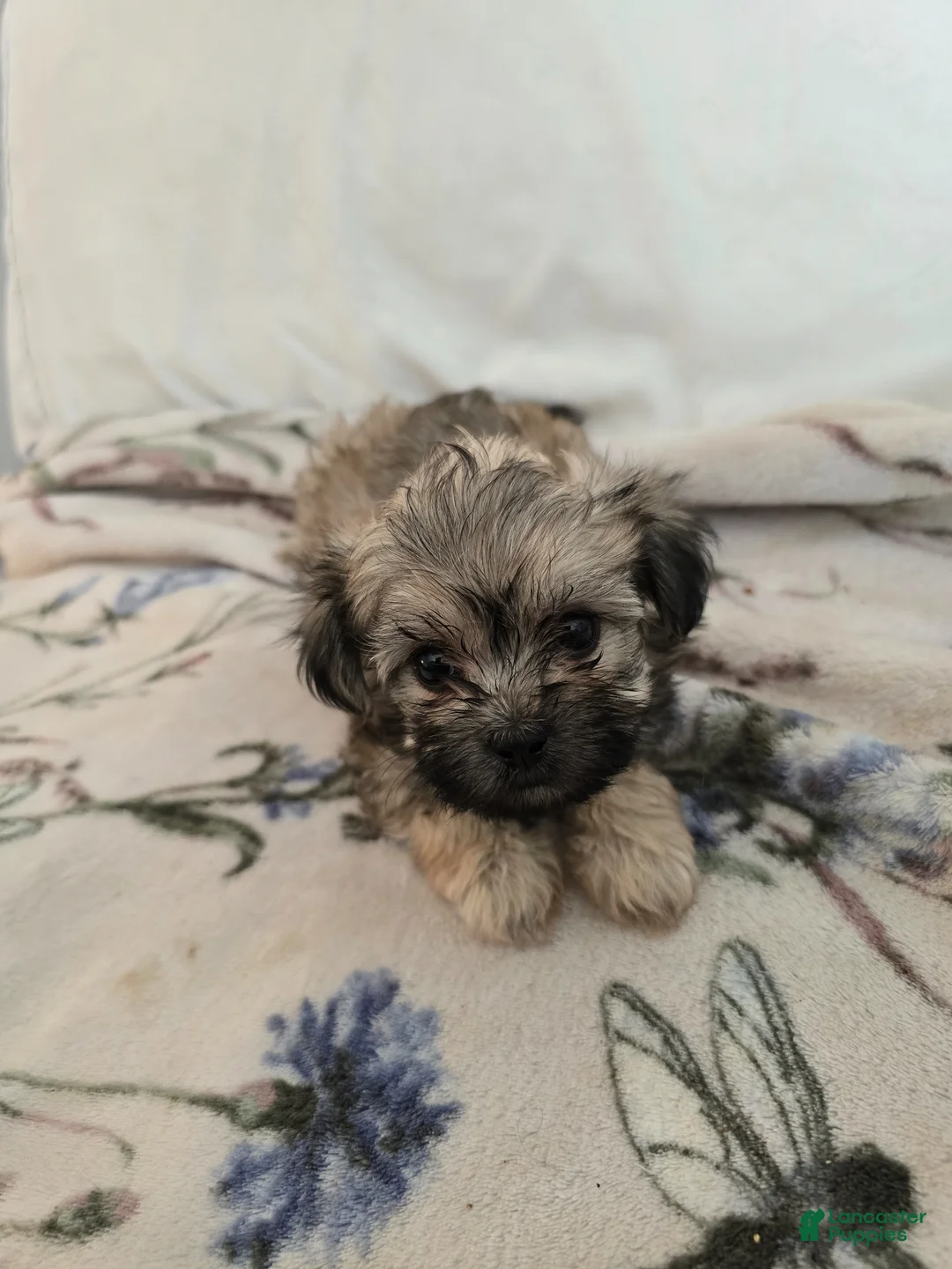 Maltipoo dogs for sale: Maltipoo Puppy 3 - Ad 1