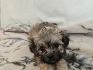 Maltipoo dogs Maltipoo Puppy 3 - Ad 4