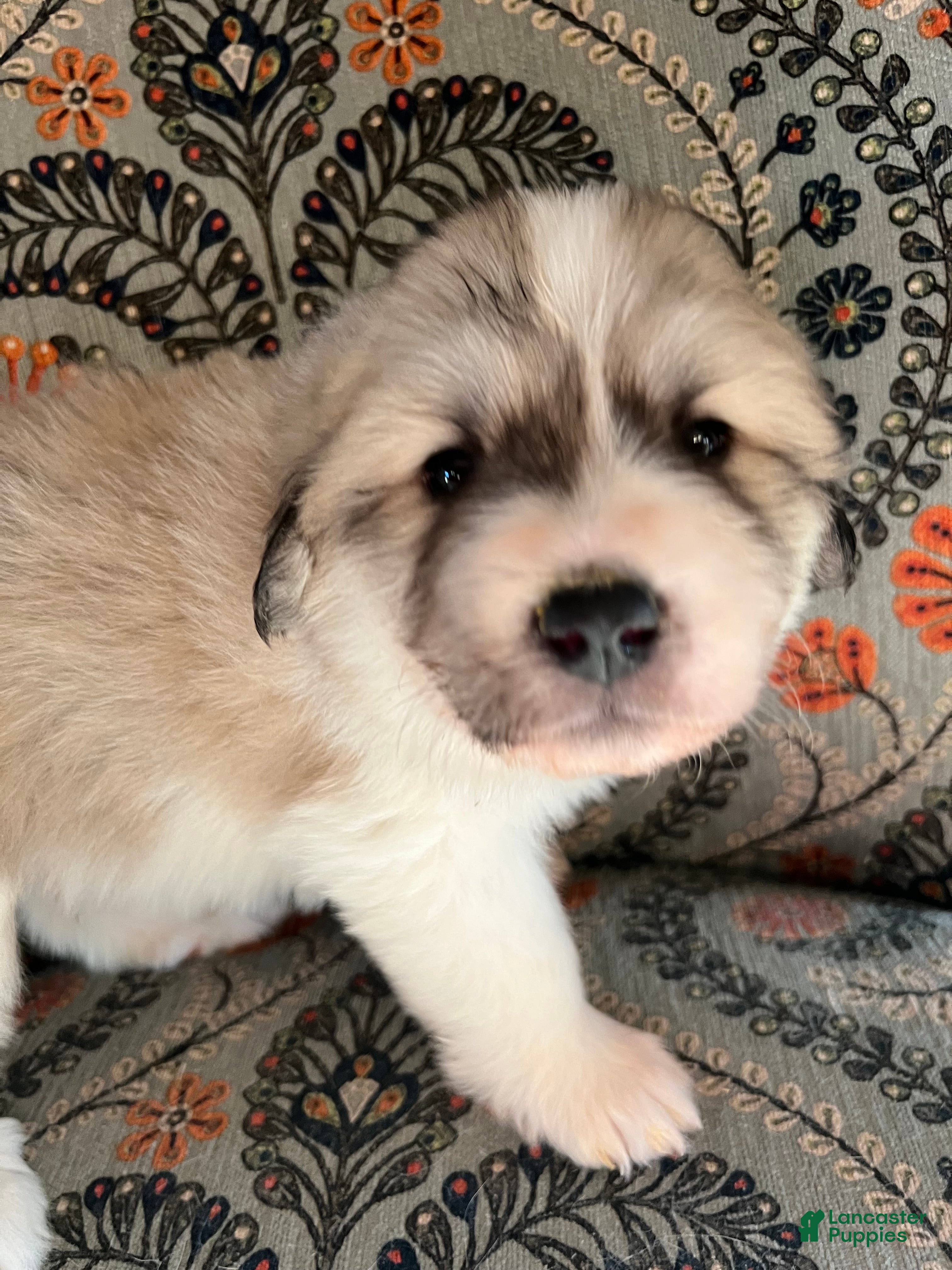Great Pyrenees dogs Great Pyrenees Puppy 6 - Ad 23