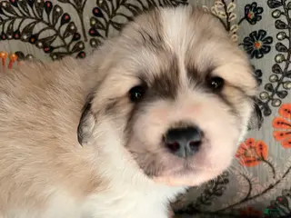 Great Pyrenees dogs Great Pyrenees Puppy 6 - Ad 23