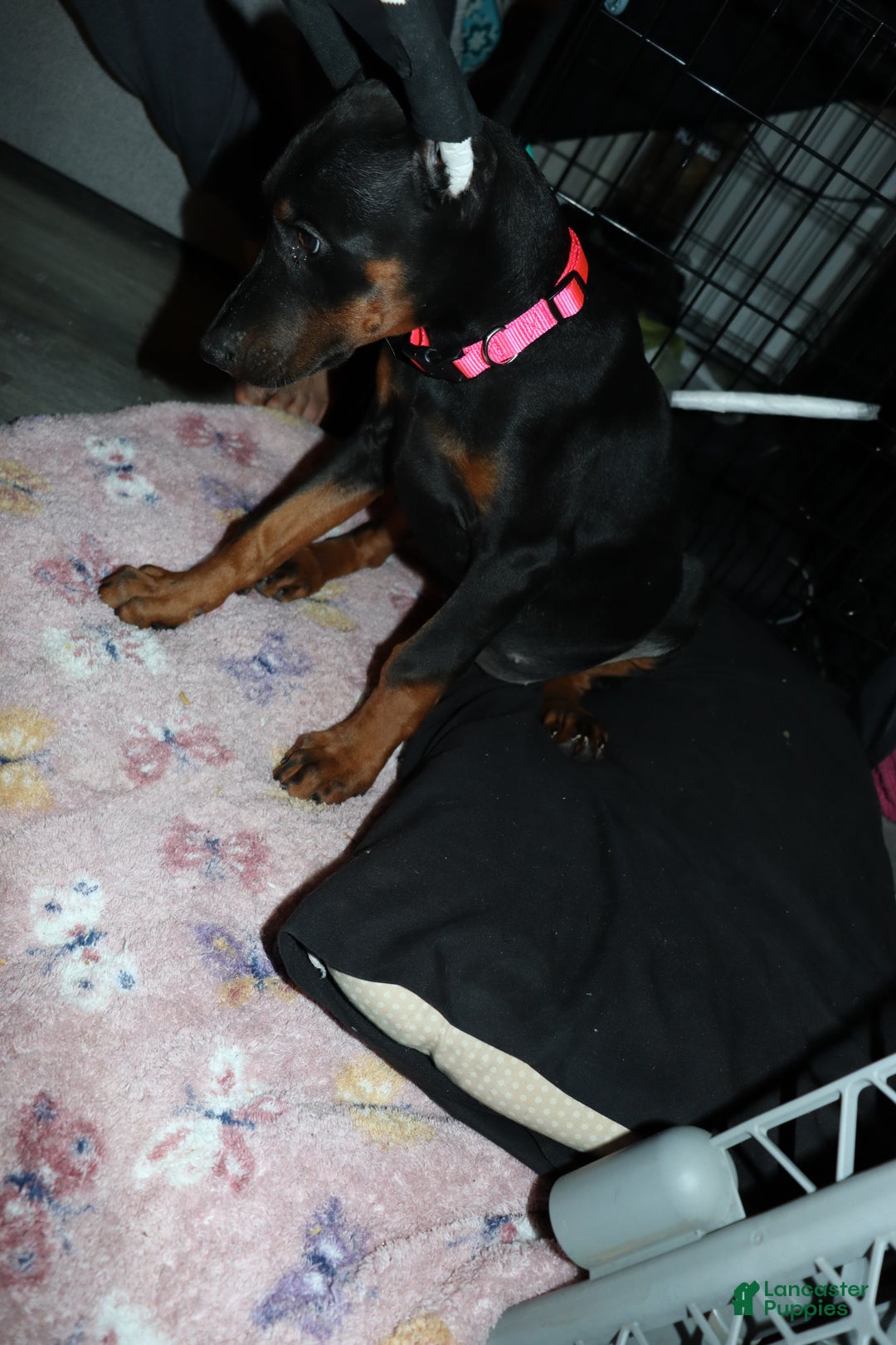 Doberman Pinscher dogs for sale: Swiss - Ad 3