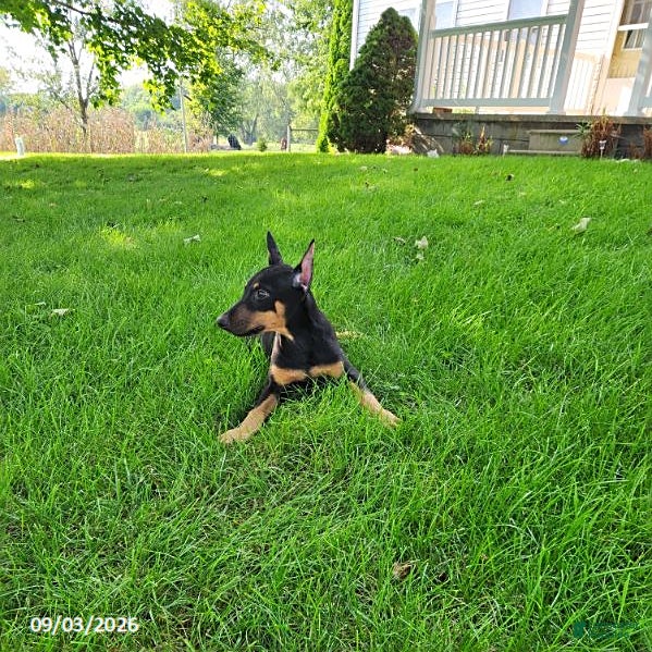 Doberman Pinscher dogs Kip - Ad 2