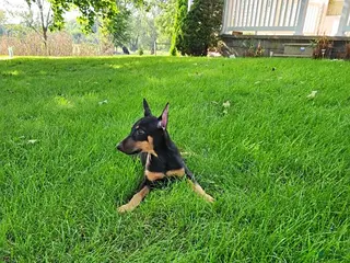 Doberman Pinscher dogs Kip - Ad 2