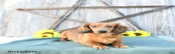 Dachshund dogs for sale: Tilly - Ad 6