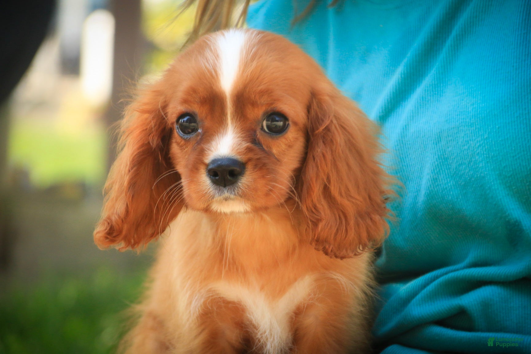 Cavalier King Charles Spaniel dogs Freddy Cavalier King Charles Spaniel  - Ad 1