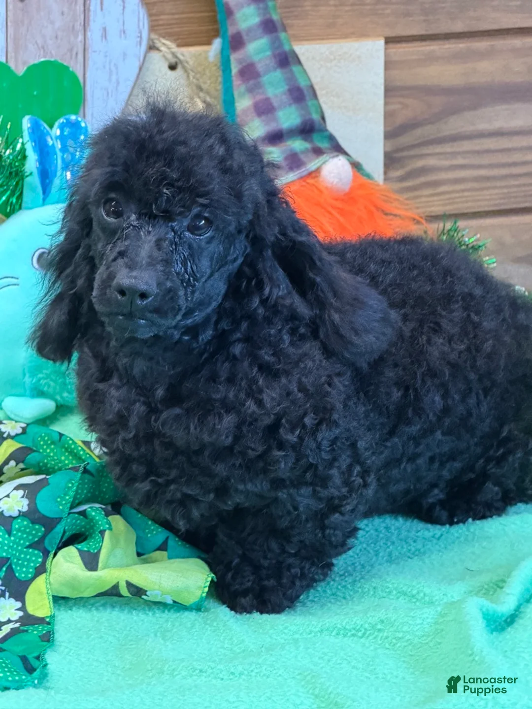 Toy Poodle dogs for sale: Arlo - Ad 2