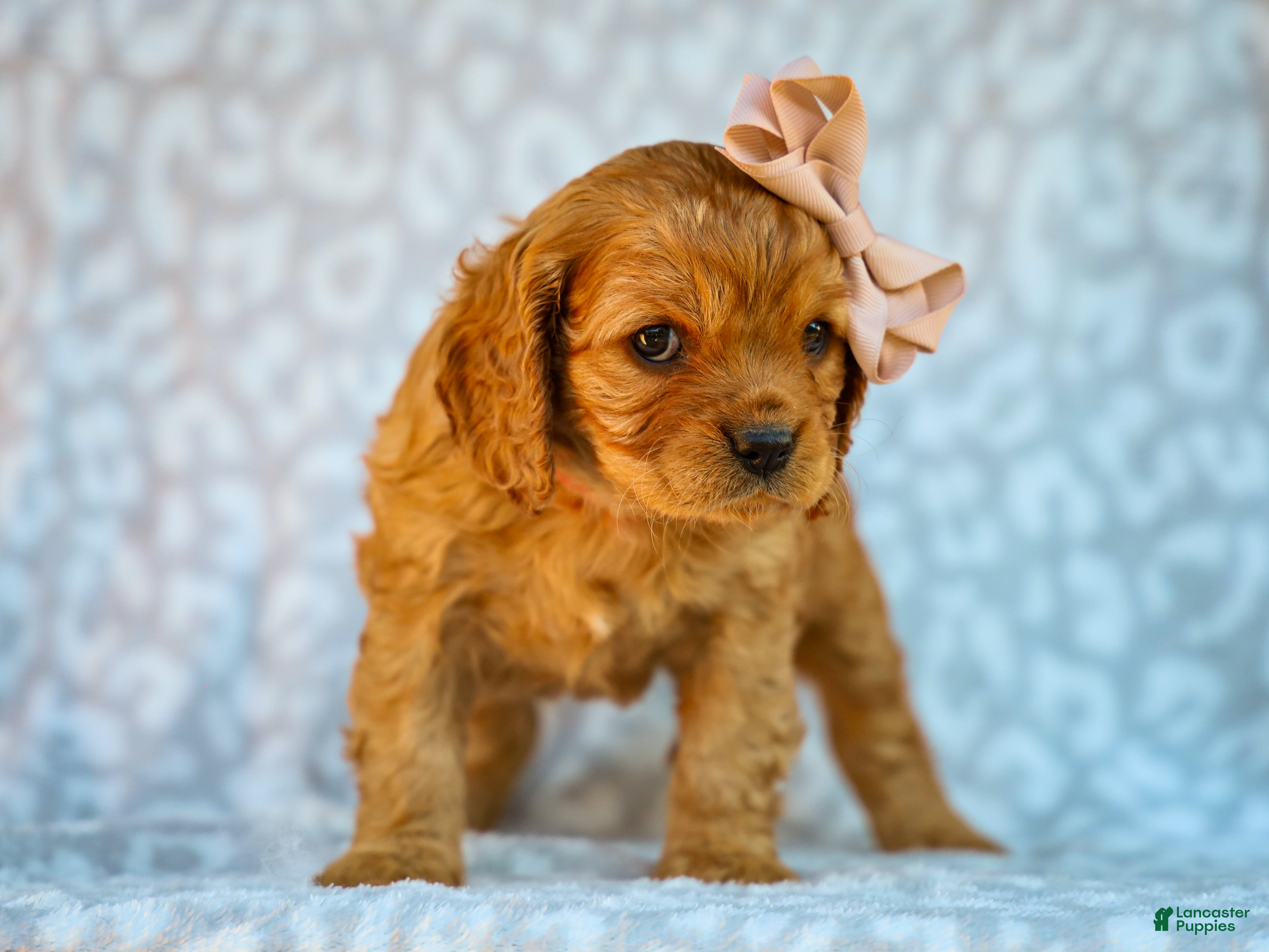 Cavapoo dogs for sale: Ethel Cavapoo Pup - Ad 2