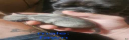Frug dogs for sale: Frug 3 - Ad 10