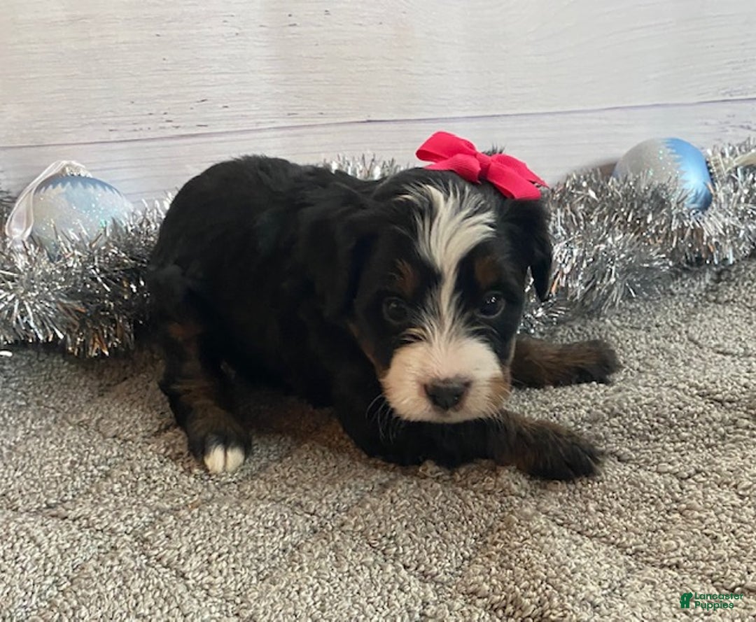 Mini Bernedoodle dogs for sale: Sugar - Ad 5
