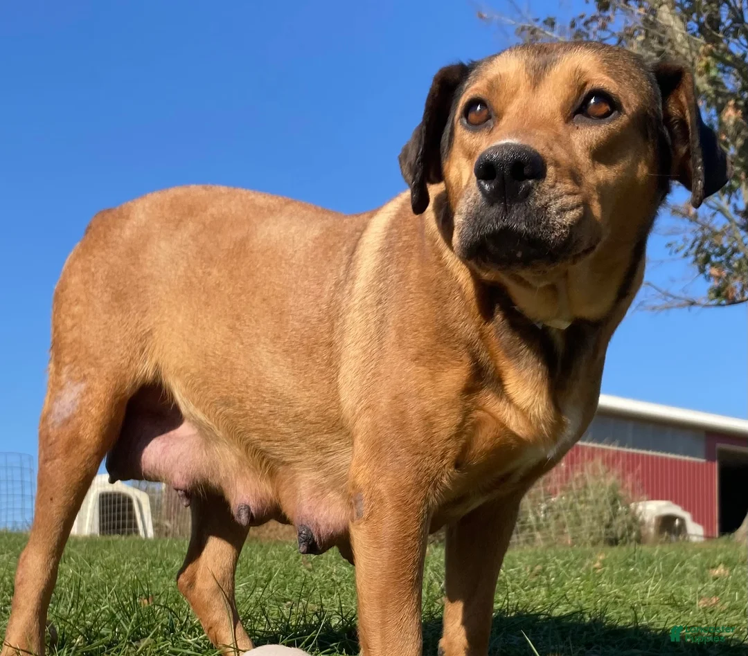 Mixed Breed dogs for sale: Patsy - Ad 3