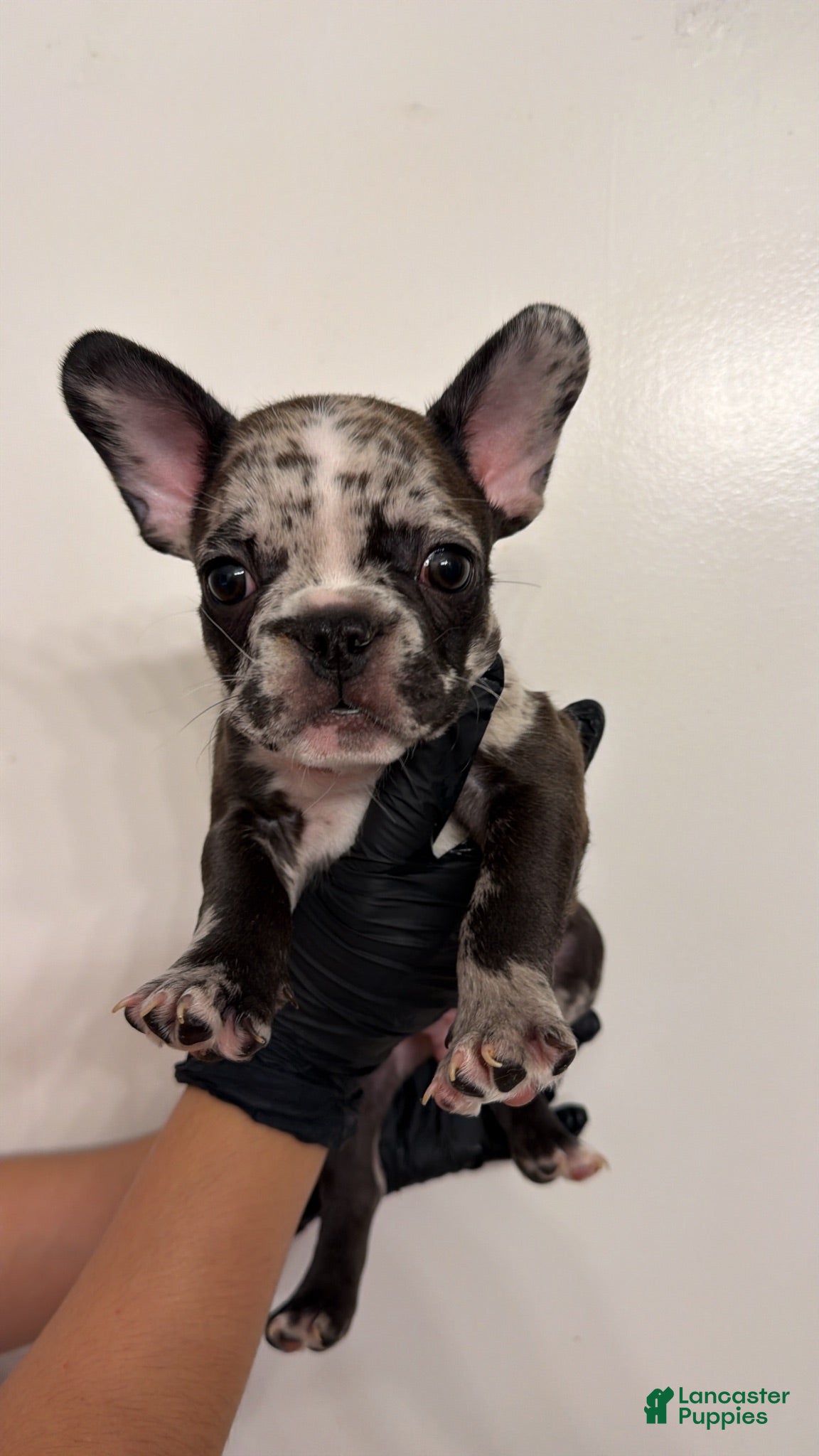 French Bulldog dogs French Bulldog 5 - Ad 11