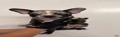 French Bulldog 5