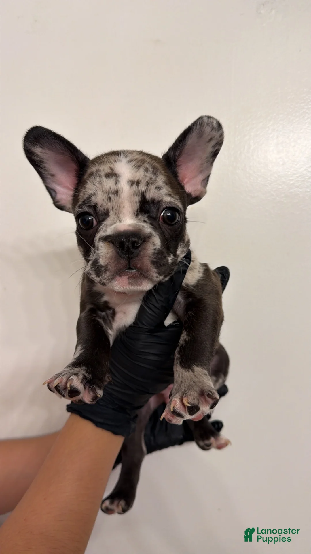 French Bulldog dogs for sale: French Bulldog 5 - Ad 1