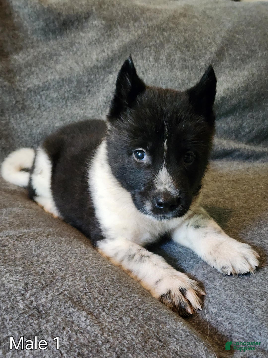 Akita dogs for sale: Akita Puppy Girl 5 - Ad 27