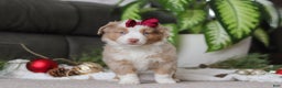 Miniature Australian Shepherd dogs for sale: Allie - Ad 5