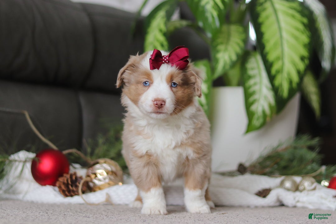 Miniature Australian Shepherd dogs for sale: Allie - Ad 5