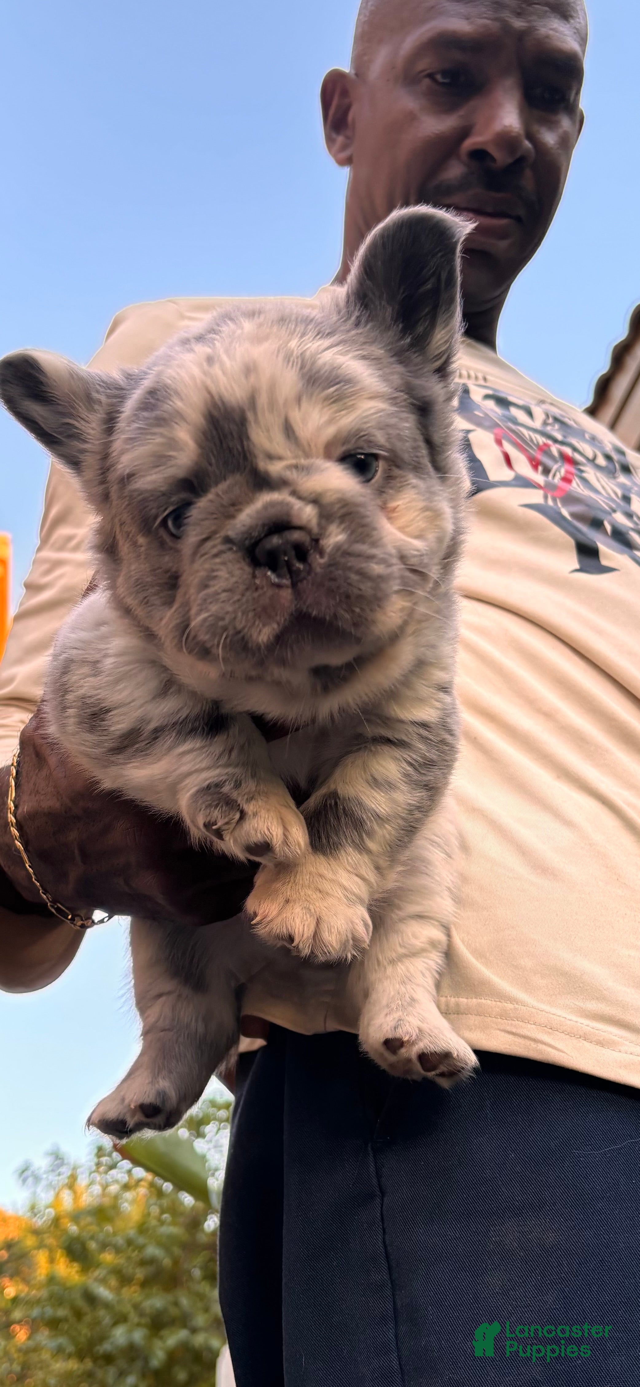 French Bulldog dogs French Bulldog 2 - Ad 2