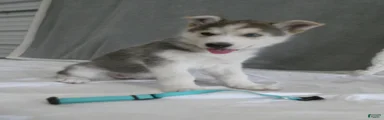 Cosmo