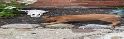 English Mastiff dogs for sale: English Mastiff 3 - Ad 2